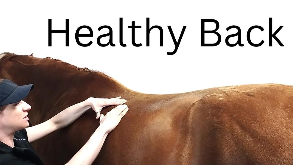 From Poll to Tail: Back Care for a Happier Horse Launch Offer by Tmi Johanna Janatuinen